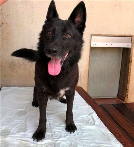 Vianna ist schon ein älteres Mädchen, aber ein Traumhund. Fotos: privat