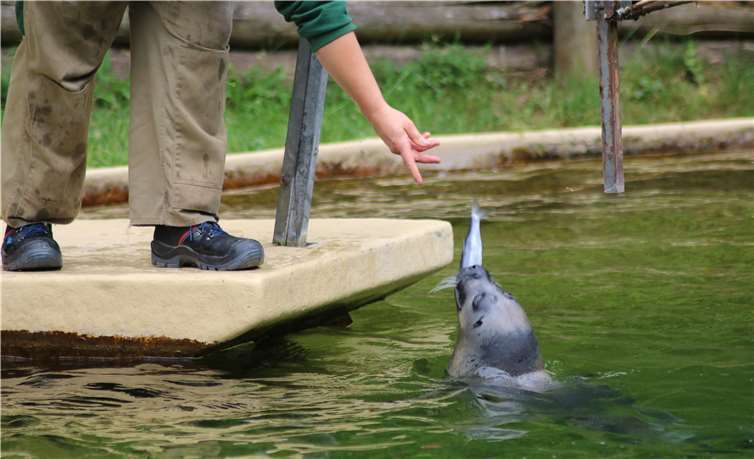 Viel Freude hatten Groß und Klein bei der Fütterung der Seehunde.U. Puderbach