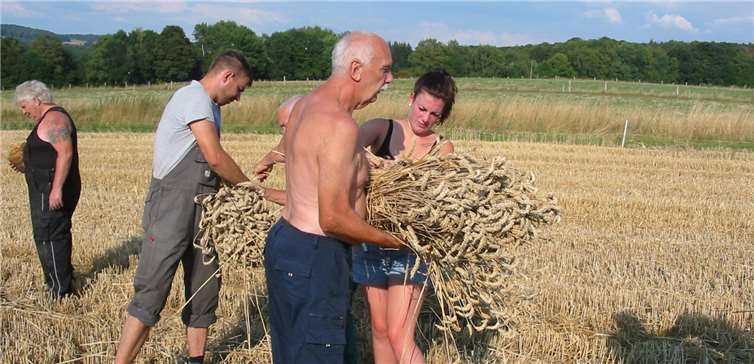 Viel Handarbeit ist gefragt, wenn die Traktorfreunde aufs Feld ziehen.Hier arbeiten Jung und Alt beim Garbenbinden Hand in Hand.