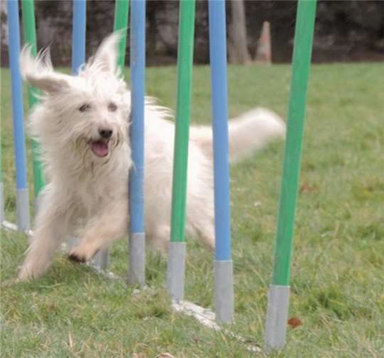 Viel Spaß bereitet es den Hunden, den Parcours zu durchlaufen. privat