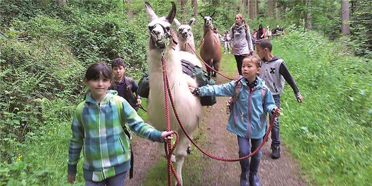 Viel zu entdecken gab es für die Kinder bei der Wanderung mit den Lamas durch den Wald. Stadt Meckenheim