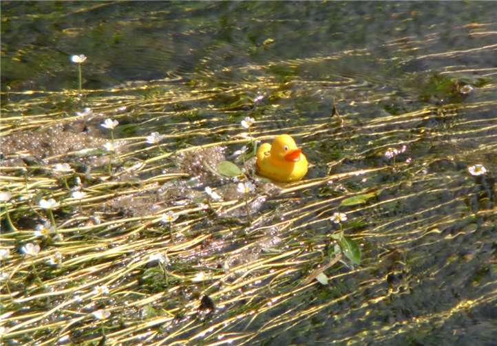 Viele Enten wurden vom Fischkraut aufgehalten.