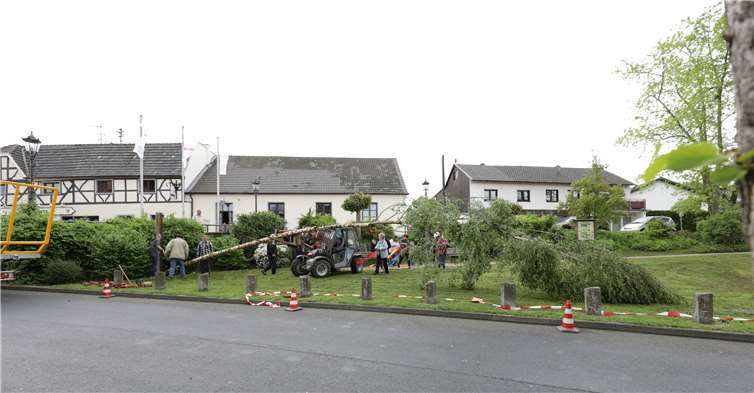 Viele Hände rückten zum Schmücken an, als der Maibauman den Dorfplatz gebracht wurde. Fotos: -CEW-