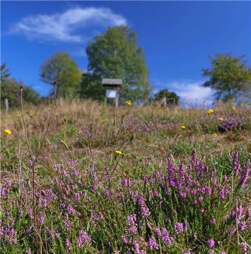 Viele Hellfer legten Hand an, um diese Heide wieder blühen zu lassen. Foto: Norbert Spang