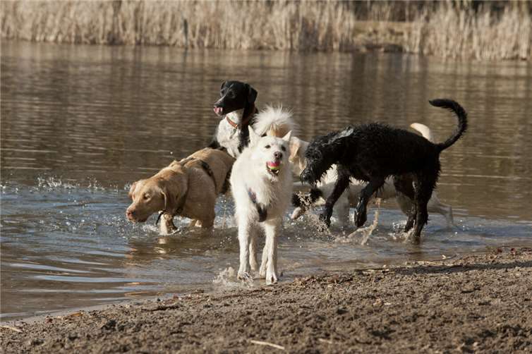 Viele Hunde lieben im Sommer eine Abkühlung.Foto: Sabine Muench