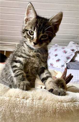 Viele Jungkatzen würden über Besuch von lieben Menschen freuen, die ihnen ein Heim geben möchten. privat