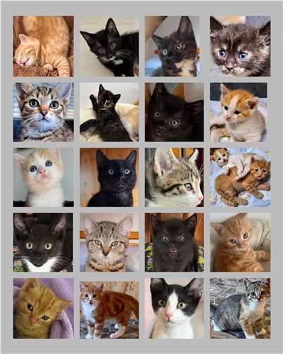 Viele Kätzchen suchen ein Heim.  Foto: privat