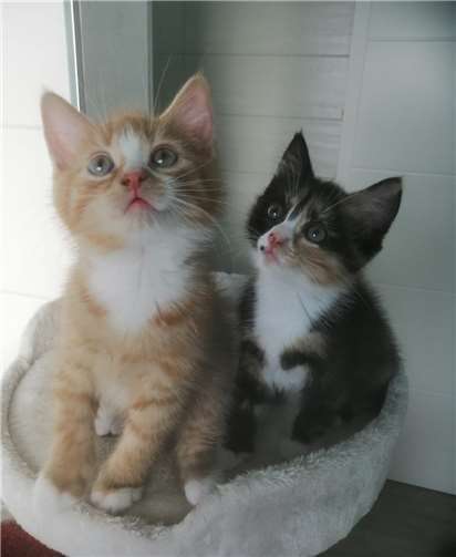 Viele Katzen suchen ein neues zu Hause. Foto: privat