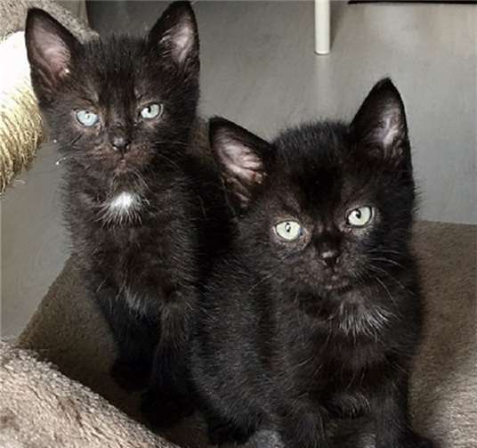 Viele Katzenbabys suchen ein neues Zuhause