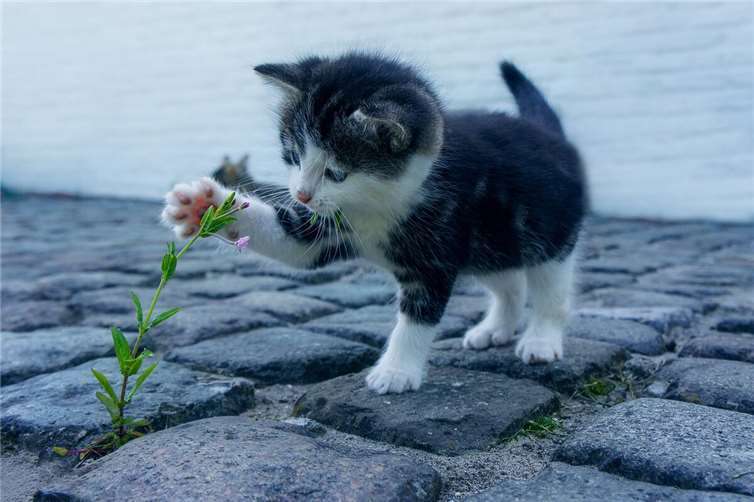 Gefahr im Frühling: Welche Blumen sind giftig für Katzen? Viele Katzenbesitzer wissen nicht, dass einige der schönsten Frühlingsblumen giftig für ihre Lieblinge sind. Foto: pixabay.com
