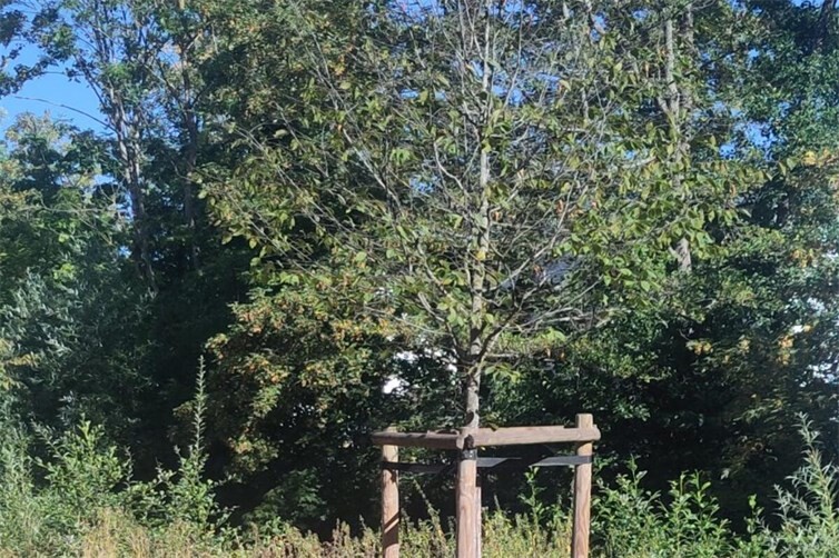 Viele Liter Wasser – aber kommt es rechtzeitig beim richtigen Baum an? 