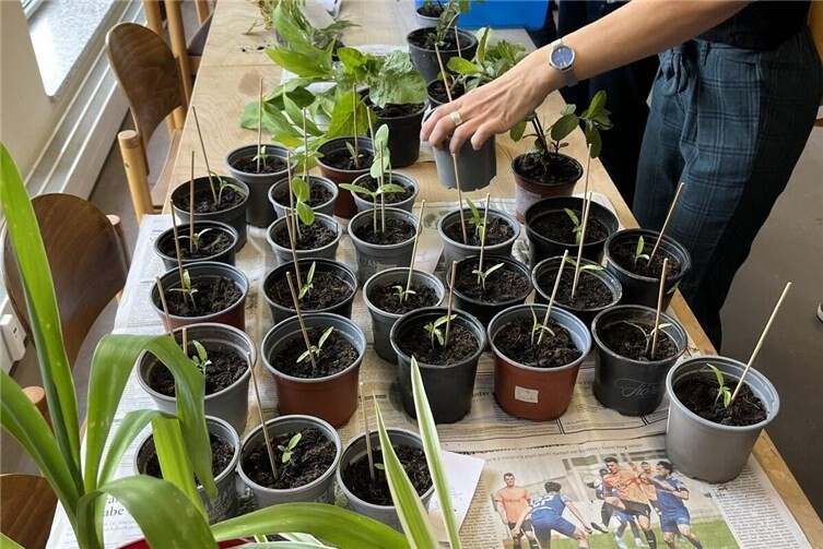 Viele Pflanzen warten darauf, getauscht zu werden – einfach vorbeikommen!