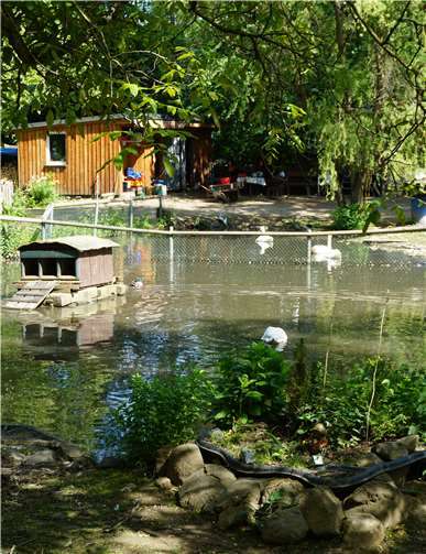 Ponys, Waschbären und mehr Viele Tierarten finden im Schwanenteich ein neues Heim. Fotos: ROB
