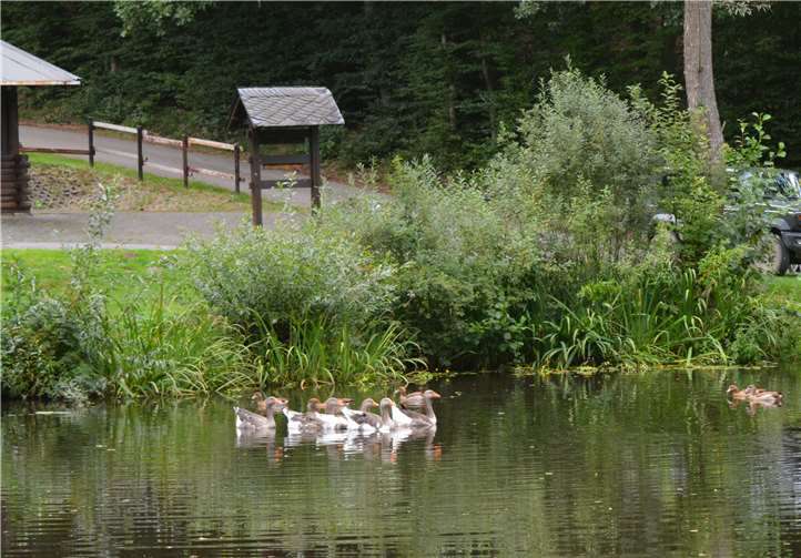 Viele Tiere haben sich mit der Zeit auf und um den Teich angesiedelt.Foto: CF