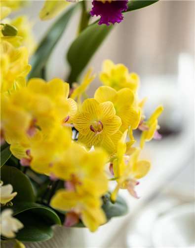 Viele denken bei floralem Osterschmuck in erster Linie an die Farbe Gelb. Das ist kein Wunder, denn sie steht für Sonne, Licht und Frühling, für Hoffnung und Zuversicht - alles Dinge, die man mit Ostern, dem christlichen Fest der Auferstehung, in Verbindung bringt.  Foto: GPP/orchidsinfo