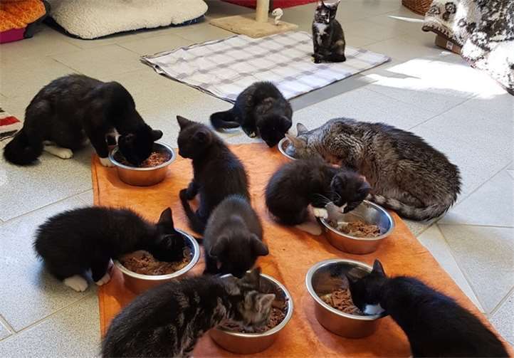 Viele hungrige Mäuler wachten hier jeden Tag auf ihr Futter. Privat