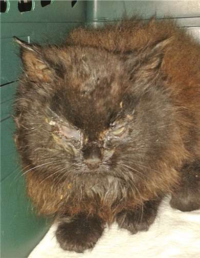 Viele kranke Katzen sind ansteckend - ein Ozongerät könnte Abhilfe gegen die Übertragung von Keimen schaffen. privat