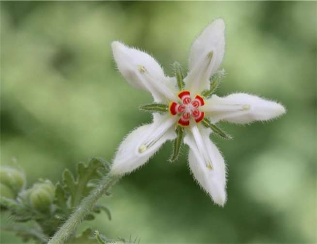 Vielfarbige Blüte der Blumennessel Blumenbachia insignis im Botanischen Garten der Universität Bonn.M. Weigend/Uni Bonn