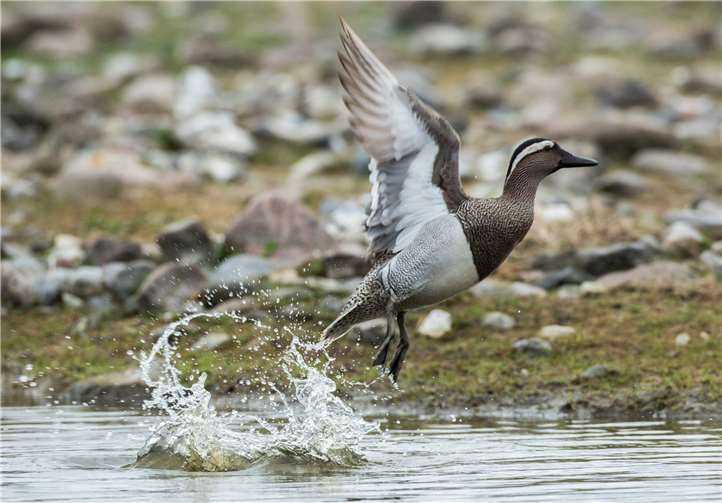 Vielleicht kann bei der Exkursion auch eine solche Knäkente beobachtet werden. Klemens Karkow