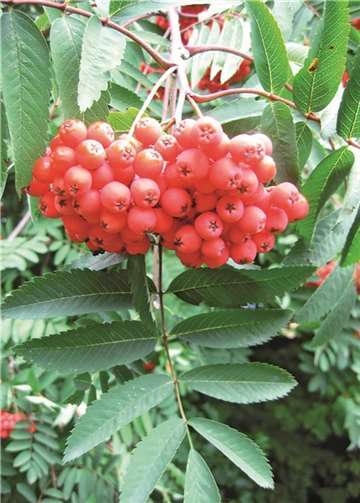 Vielseitig nutzbar: Beeren der Eberesche.  Agenda Arbeitskreis