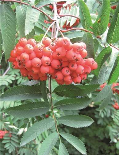 Vielseitig nutzbar: Beeren der Eberesche. privat