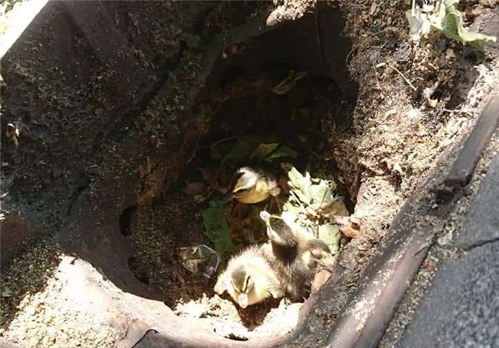 Vier Küken waren im Gully gefangen. Fotos: privat