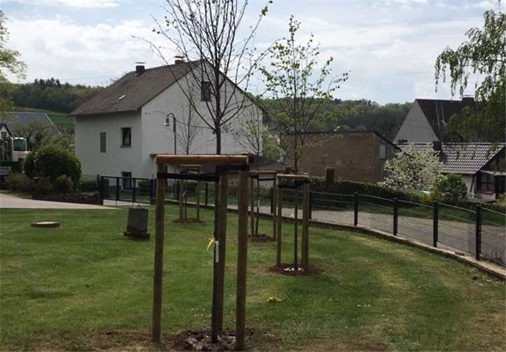 Vier Lindenbäume wurden gepflanzt. Foto: OG Wierschem