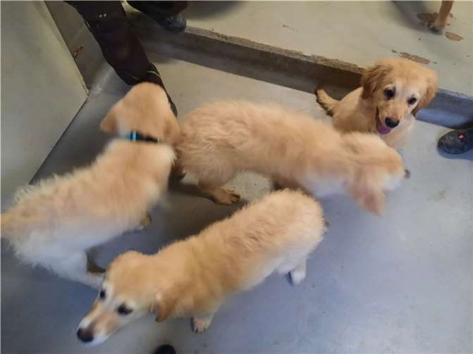 Kreisveterinäramt beschlagnahmt Golden Retriever-Welpen Vier der fünf beschlagnahmten Welpen. Foto: Rhein-Sieg-Kreis