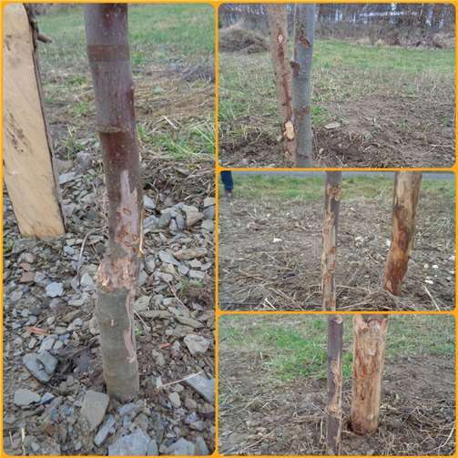 Vier der jungen Bäume wurden beschädigt. Foto: privat