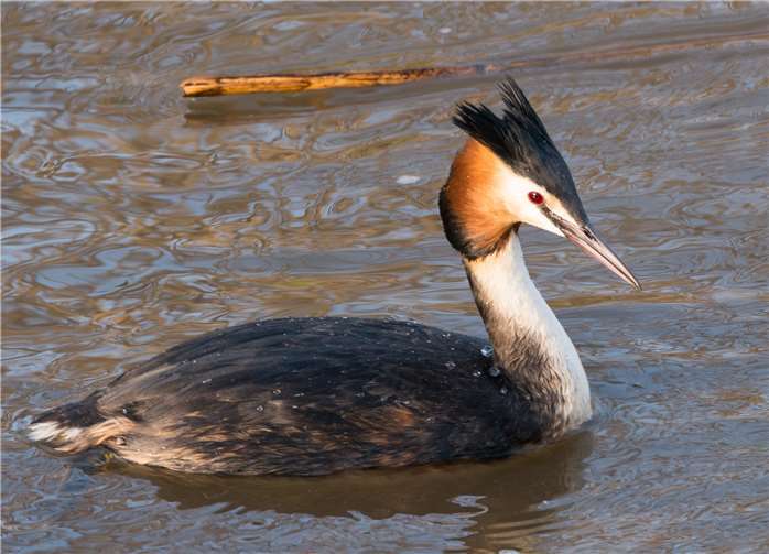 Vier verschiedene Lapptaucher sind in Rheinland-Pfalz heimisch.Fotos: Naturschutzinitiative e. V.