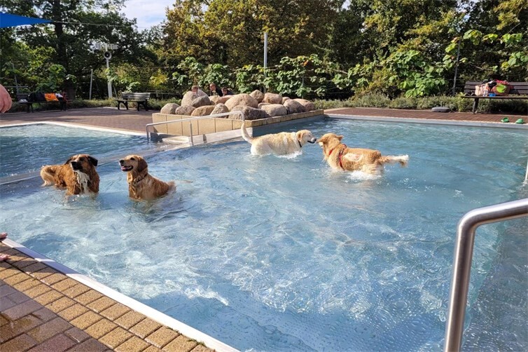 Vierbeiner im Wasser