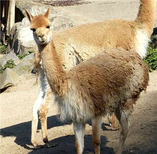 Vikunjas leben in Familiengruppen. Fotos: privat