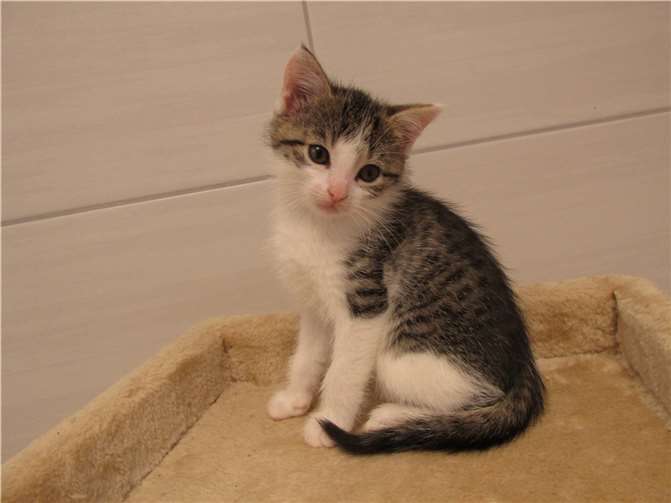 Katzenkinder suchen ein Zuhause für immer Vila