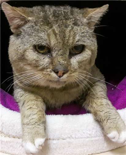 Vincent bei seiner Lieblingsbeschäftigung: Kuscheln.Tierheim u. Tierschutzverein Kreis Ahrweiler e.V