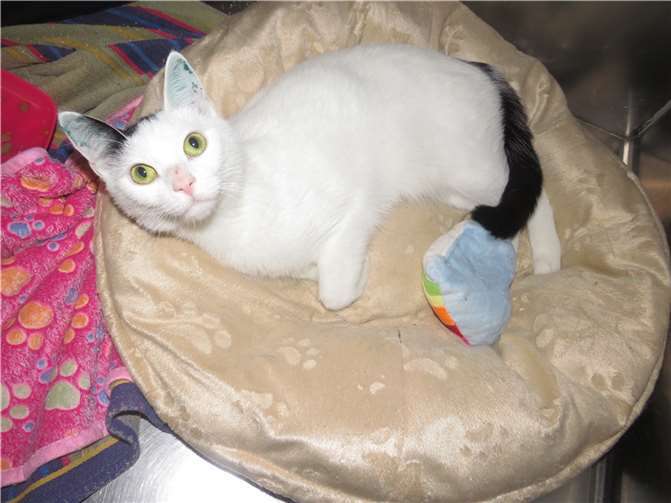 Vincenza. Fotos: Katzenhilfe Westerwald e. V.