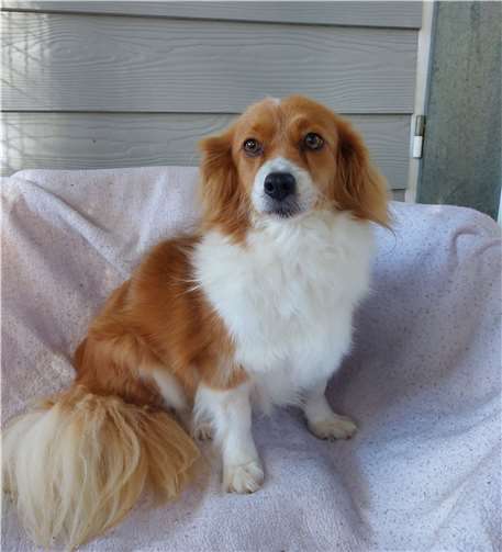 Vitoria. Foto: Tierheim u. Tierschutzverein Kreis Ahrweiler e.V.