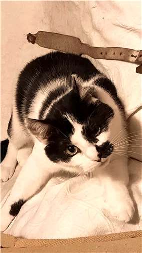 Vivaldi sucht Anschluss.  Foto: Tierheim u. Tierschutzverein Kreis Ahrweiler e.V.