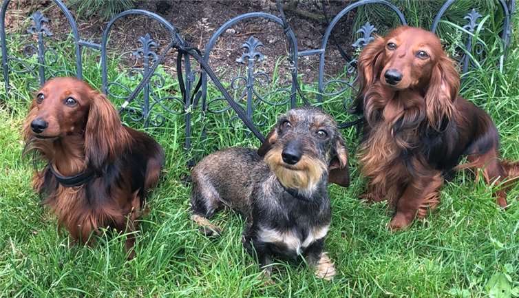 V.l.: Emi von der Humboldtruh FCi, Puff´s Anke und Comtess von der Humboldtruh. Foto: privat