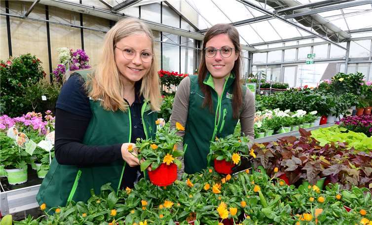 V.li. Alina und Jana Fink sind stets mit viel Freude bei ihrer Arbeit und präsentieren hier die Balkonpflanze des Jahres 2019, die Ringelblume Calendula „Golddaisy“.