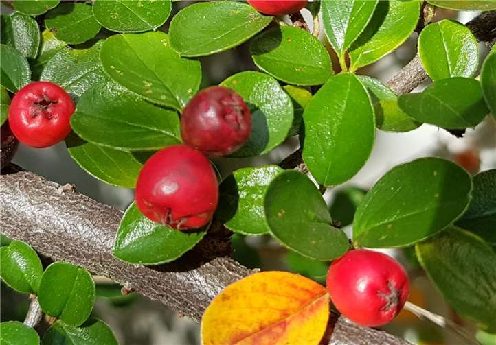 Vögel können die Farbe Rot, wie bei diesen Beeren, gut erkennen. Foto: privat