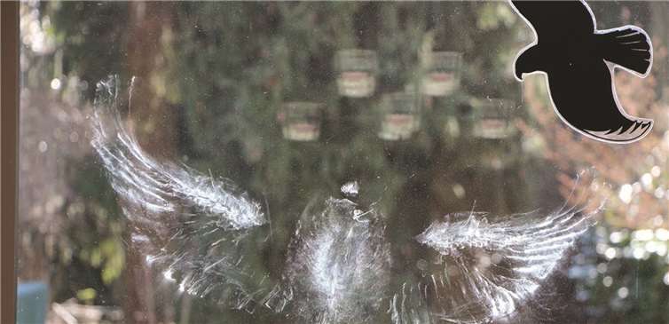 Vogelabdruck neben Silhouette - die Vögel nehmen die unbeweglichen Silhouetten in der Regel nicht wahr. Niko Eppner