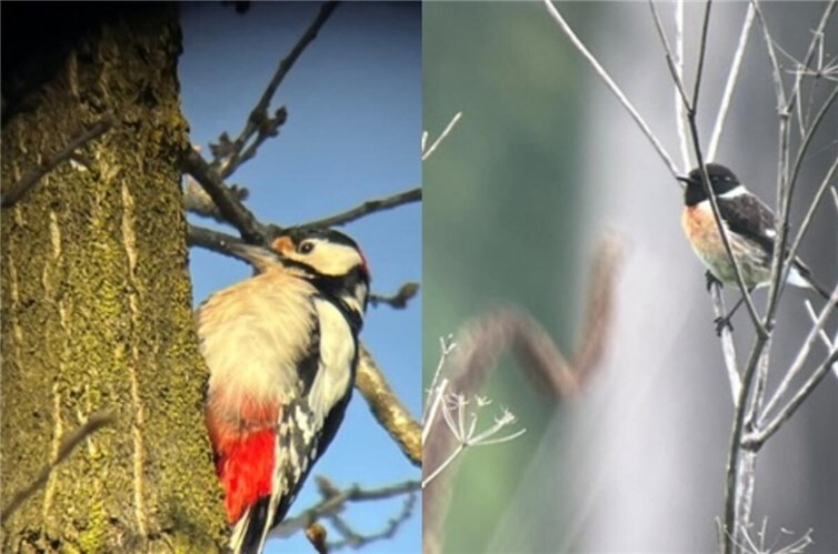 Vogelbeobachtung im Naturschutzgebiet Ahrmündung.