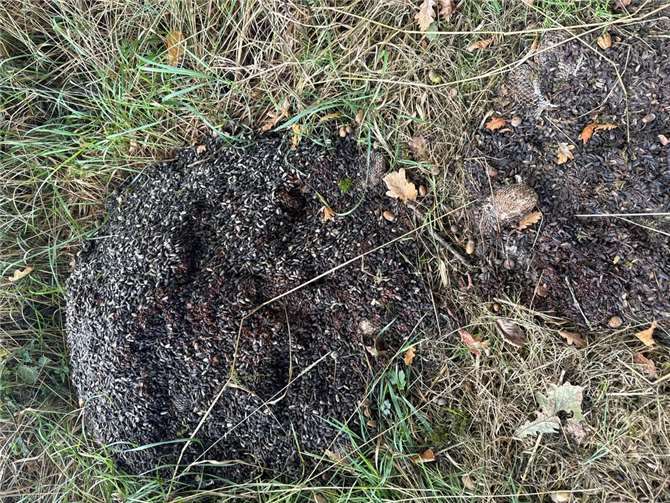 Illegale Ablagerung von Meisenknödeln und Vogelfutter im Wald Vogelfutter und Meisenknödel wurden bei Heiligenroth im Wald gefunden.