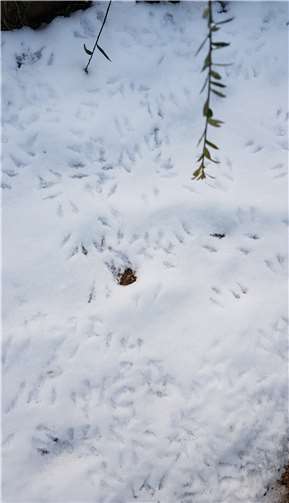 Vogelspuren im Schnee.