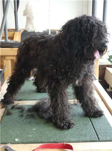 Vollkommen verwahrlost kamen die Hunde aus dem Haus in der Eifel.Fotos: privat