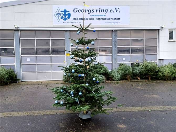 Vom 15. bis 17. Dezember bietet die Pfadfindergruppe frisch geschlagene Nordmanntannen an. Foto: privat