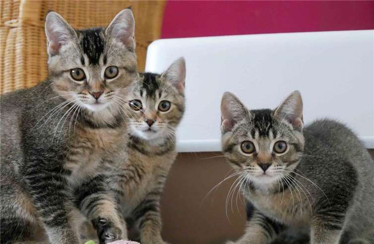 Vom Frühjahr bis in den späten Herbst toben Katzenbabys durch die Pflegestellen des Vereins - hier die Mia-Babys. Fotos: Doris Litz