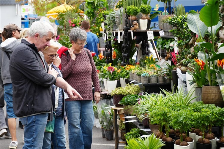 Vom Kreisel bis in die Pfarrstraße verwandelte sich die Langendorfer Straße zu einem Meer aus Blumen und Pflanzen 