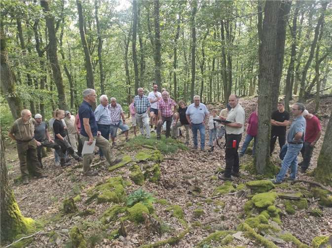 Vom Niederwald zur Traubeneiche: Exkursion zur waldbaulichen Geschichte des Müdener Bocks. Foto: Ewald Blatt