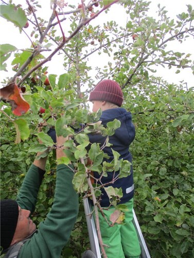 „Vom Pflücken zum Pressen - vom Apfel zum Saft“ - unter diesem Motto besuchten die zehn Kinder des Meckenheimer Kindergartens „Die Zaunkönige“. Foto: privat